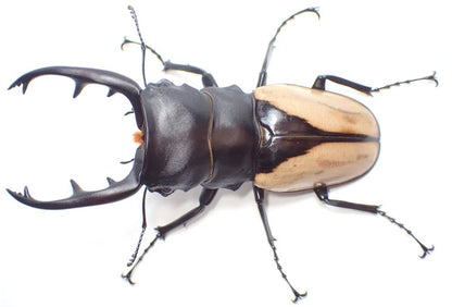 LARVAE: Indian glossy stag beetle (Odontolabis burmeisteri)