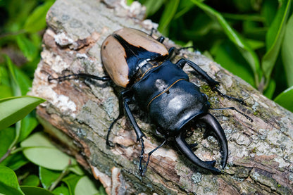 ADULTS: Indian glossy stag beetle (Odontolabis burmeisteri)