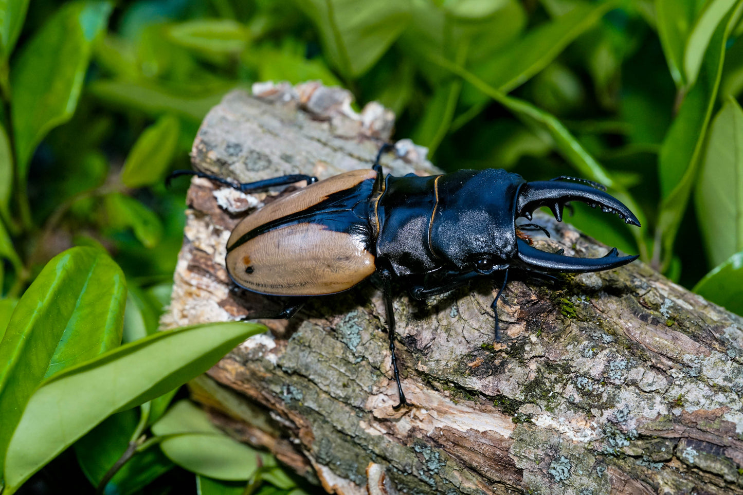 LARVAE: Indian glossy stag beetle (Odontolabis burmeisteri)