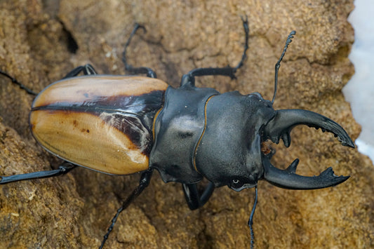 ADULTS: Indian glossy stag beetle (Odontolabis burmeisteri)