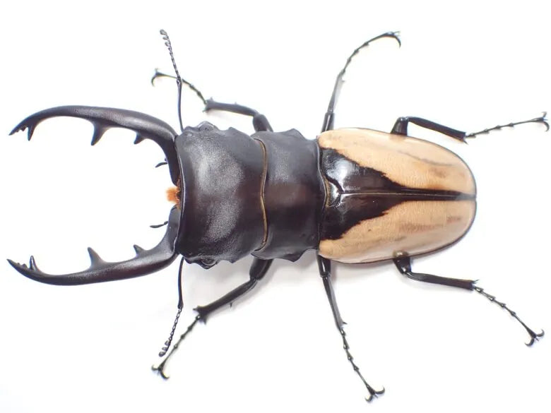 ADULTS: Indian glossy stag beetle (Odontolabis burmeisteri)