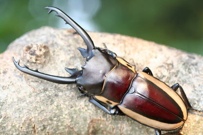 LARVAE: Bison stag beetle ( Prosopocoilus bison cinctus)