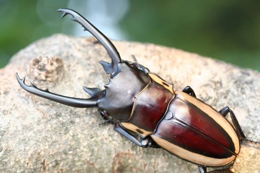 LARVAE: Bison stag beetle ( Prosopocoilus bison cinctus)