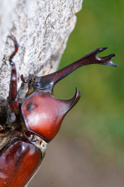 ADULTS: Japanese Rhino Beetle (Trypoxylus dichotoma)