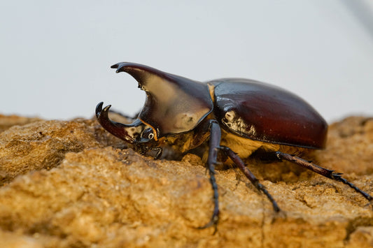 ADULTS: Flores rhino beetle (Xylotrupes florensis)