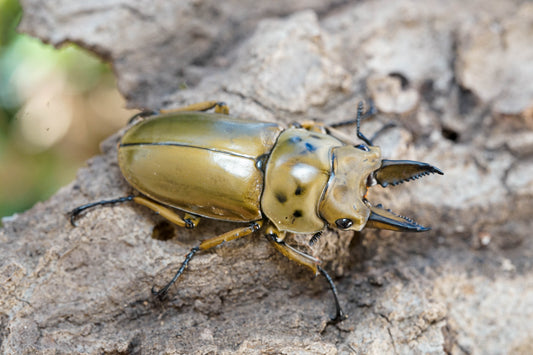 LARVAE: Golden stag beetle  (Allotopus moellenkampi babai)