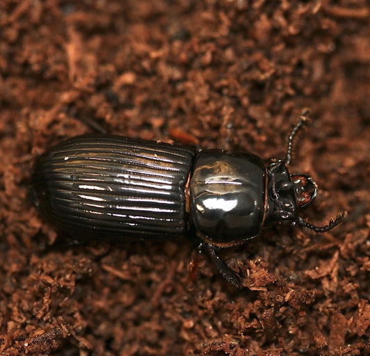 Bess beetles