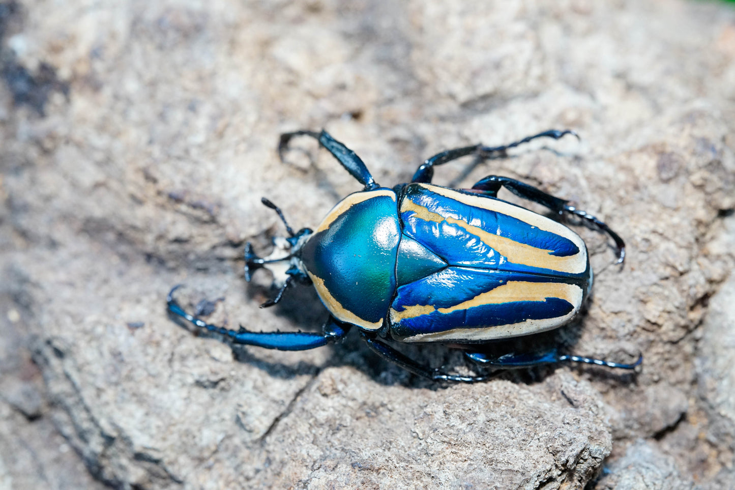 LARVAE: Blue Derby's flower beetle (Dicronorhina derbyana)