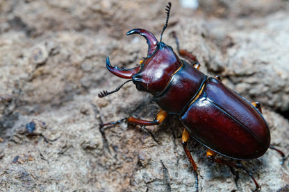 LARVAE: Reddish-brown stag beetle (Lucanus capreolus)