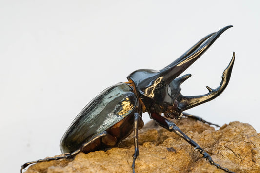 ADULTS: Three-horned beetle  (Chalcosoma chiron)