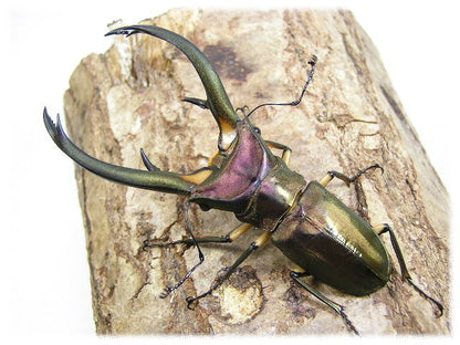 LARVAE: Elephant Stag Beetle (Cyclommatus elaphus)