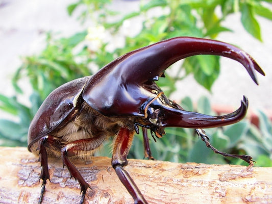 LARVAE: Flores rhinoceros beetle (Xylotrupes florensis)