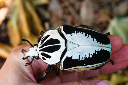 LARVAE: Royal Goliath beetle (Goliathus regius)