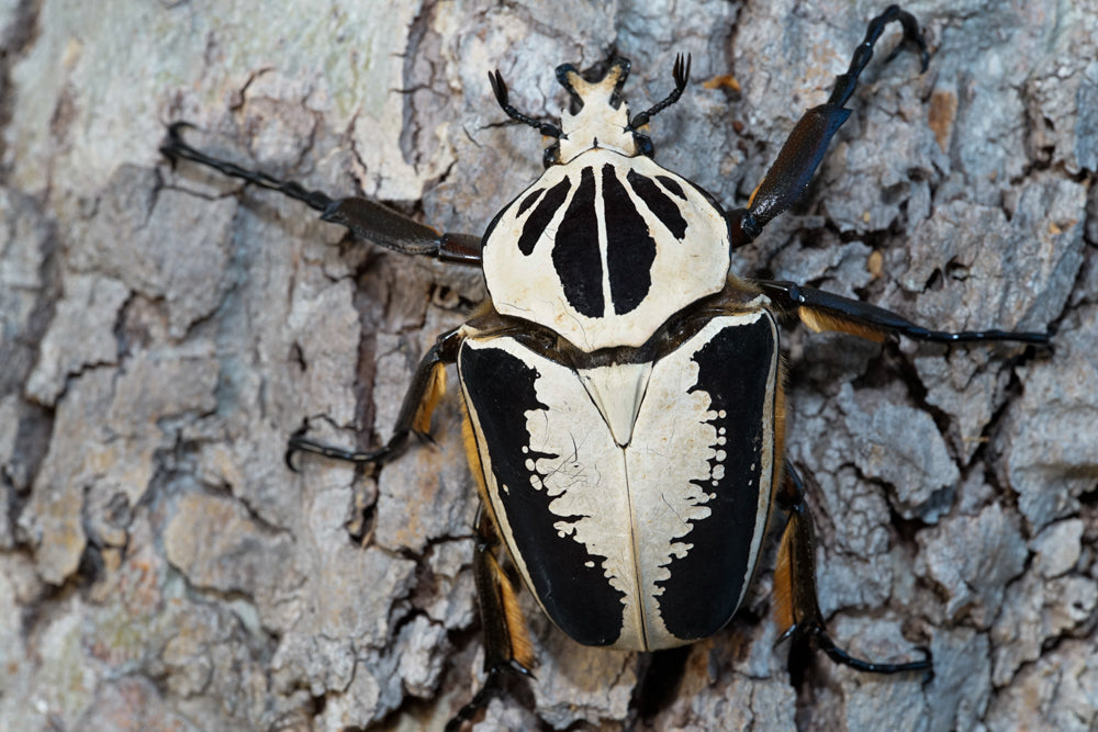 LARVAE: Royal Goliath beetle (Goliathus regius)