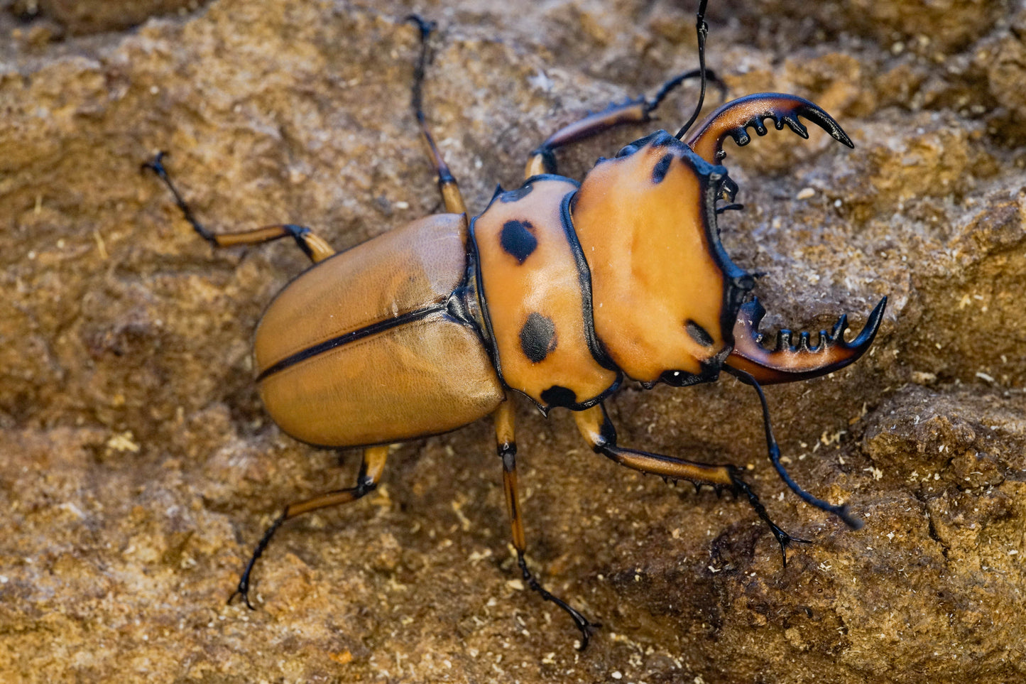 ADULTS: Crab stag beetle (Homoderus mellyi)