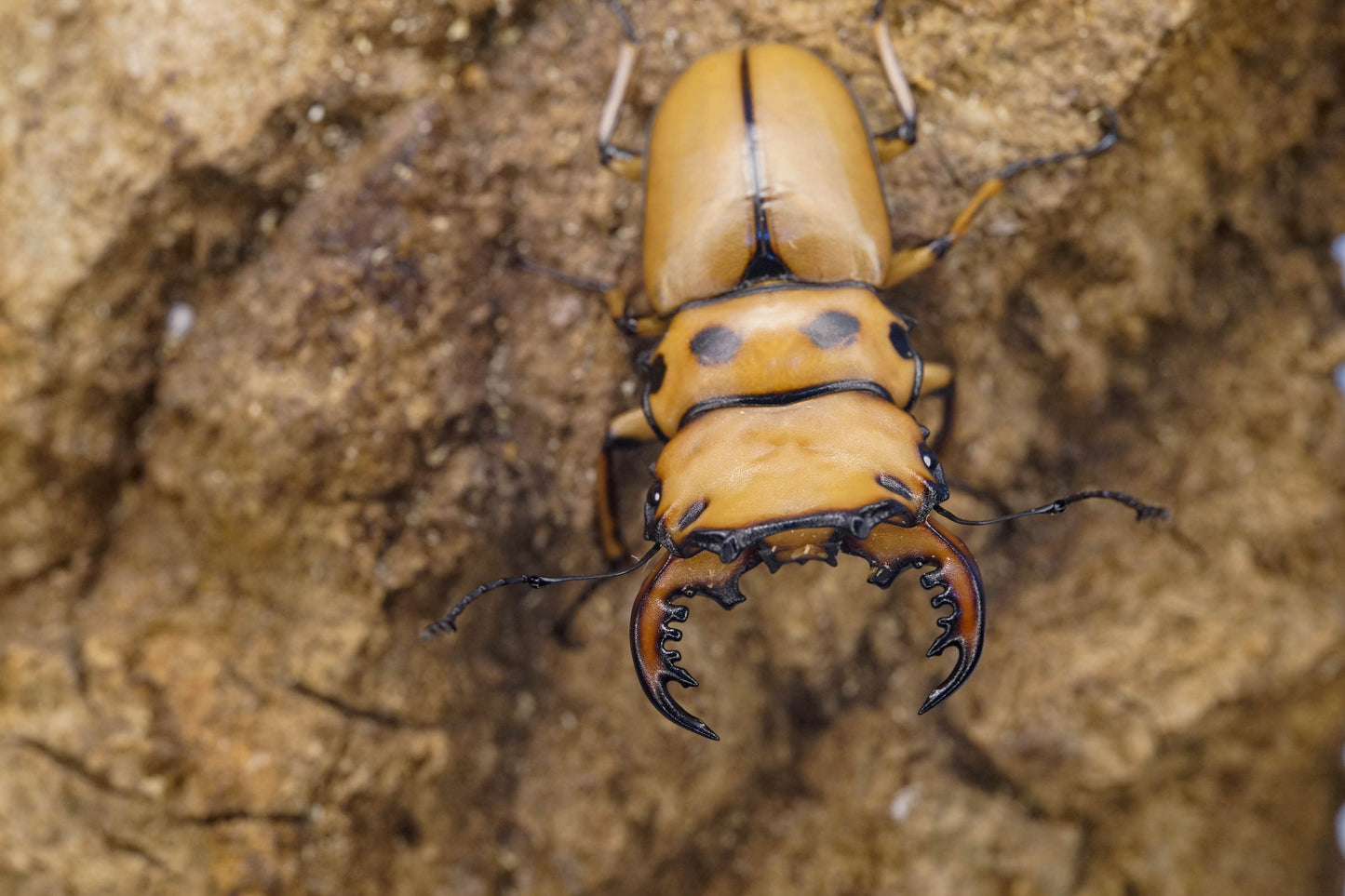 ADULTS: Crab stag beetle (Homoderus mellyi)