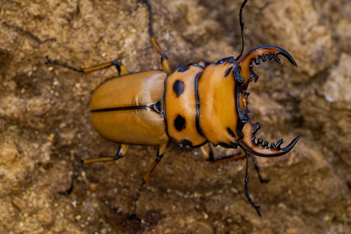 ADULTS: Crab stag beetle (Homoderus mellyi)