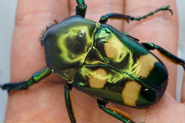 ADULTS: Four spot flower beetle (Jumnos ruckeri)