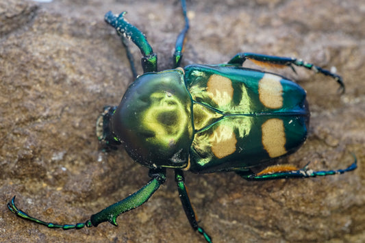 ADULTS: Four spot flower beetle (Jumnos ruckeri)