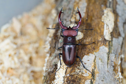 LARVAE: Giant stag beetle (Lucanus elaphus)