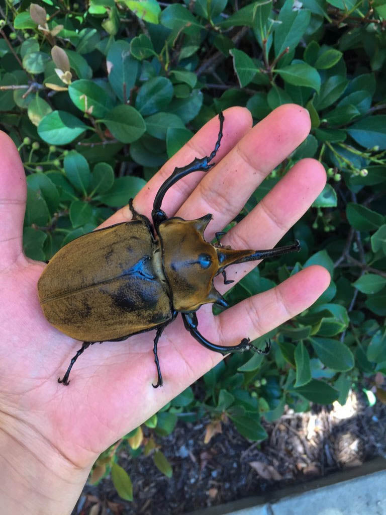 ADULTS: Elephant beetle  (Megasoma elephas)