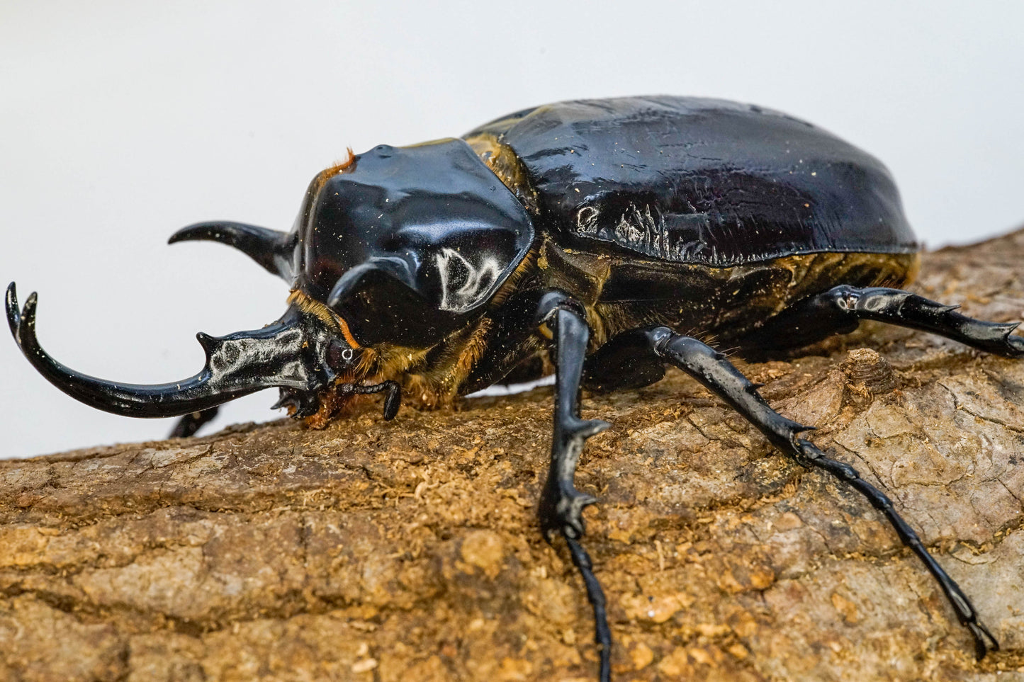 ADULTS: Mars rhino beetle  (Megasoma mars)