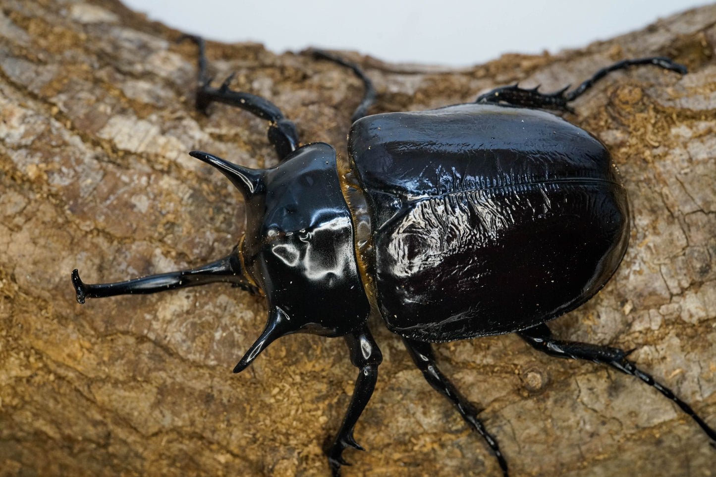 ADULTS: Mars rhino beetle  (Megasoma mars)