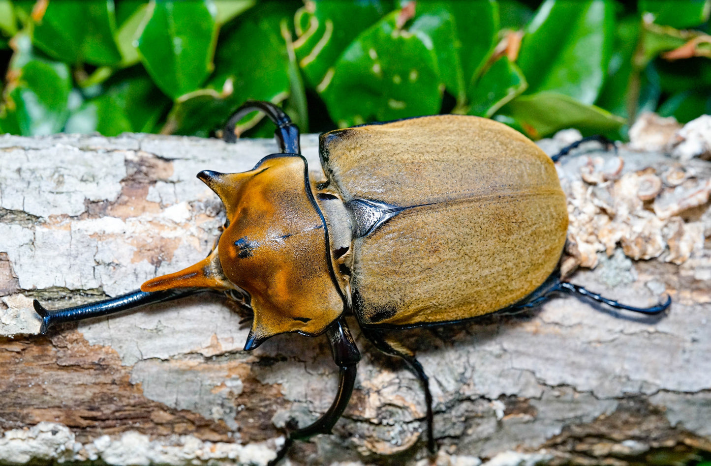 ADULTS: Elephant beetle  (Megasoma elephas)