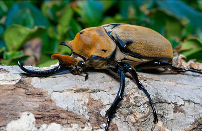 LARVAE: Elephant beetle (Megasoma elephas)