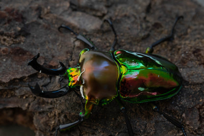 Rainbow stag beetle larva kit