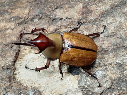 LARVAE: Umbrella beetle (Golofa claviger)