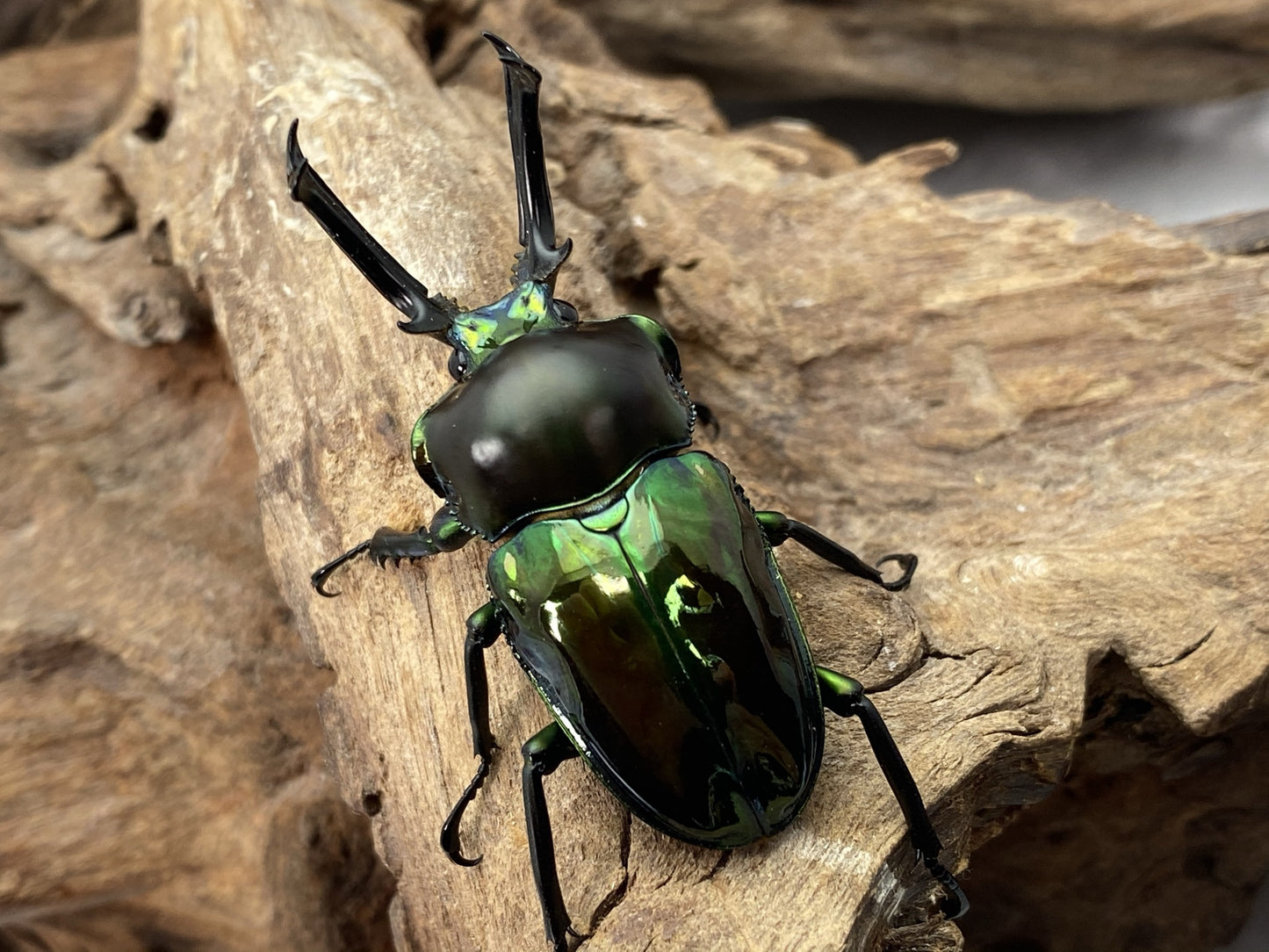 LARVAE: Green Rainbow stag beetle  (Phalacrognathus muelleri)