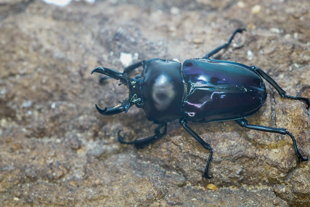 ADULTS: *PURPLE* Rainbow stag beetle  (Phalacrognathus muelleri)