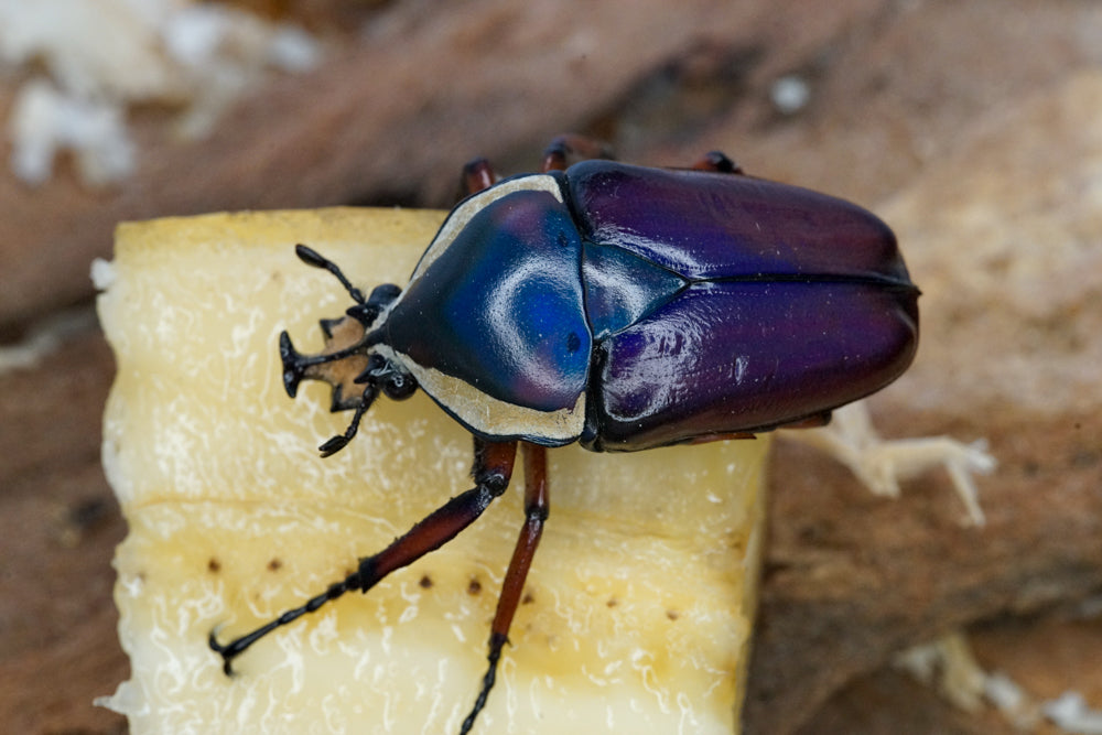 LARVAE: Purple Derby's flower beetle (Dicronorhina derbyana)