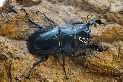 LARVAE: Tarandus stag beetle  (Mesotopus tarandus)