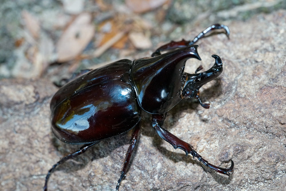 LARVAE: Pachycera Rhino Beetle (Xylotrupes pachycera)