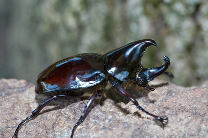 LARVAE: Pachycera Rhino Beetle (Xylotrupes pachycera)