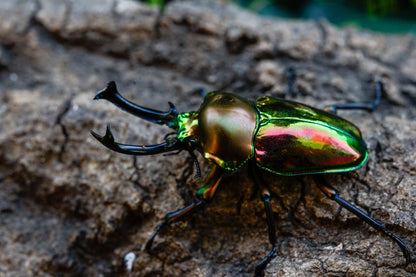 ADULTS:  Rainbow stag beetle  (Phalacrognathus muelleri)