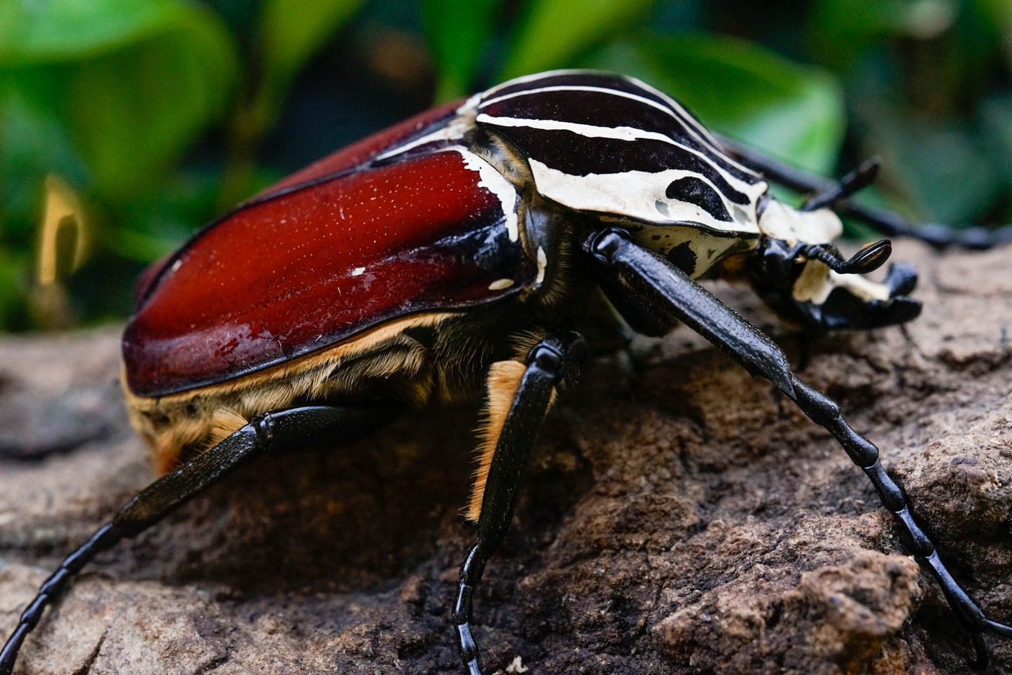 LARVAE: Goliath beetle (Goliathus goliatus)