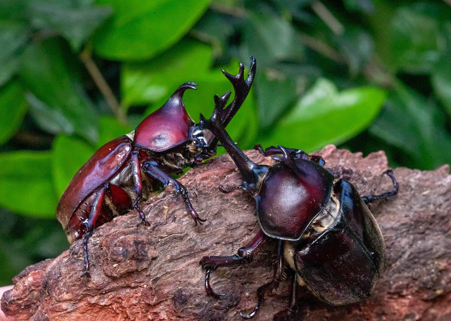 ADULTS: Japanese Rhino Beetle (Trypoxylus dichotoma)