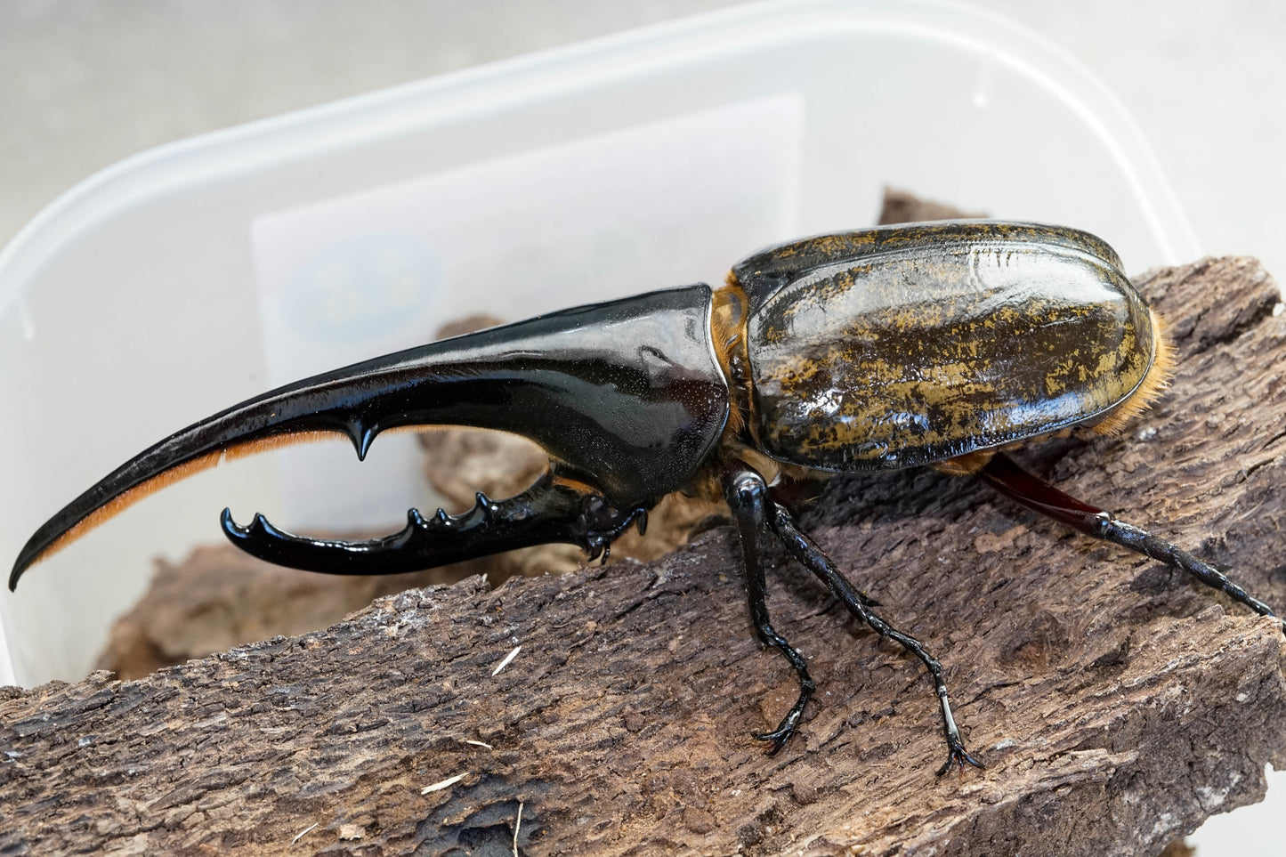 LARVAE: Hercules beetle (Dynastes hercules hercules)