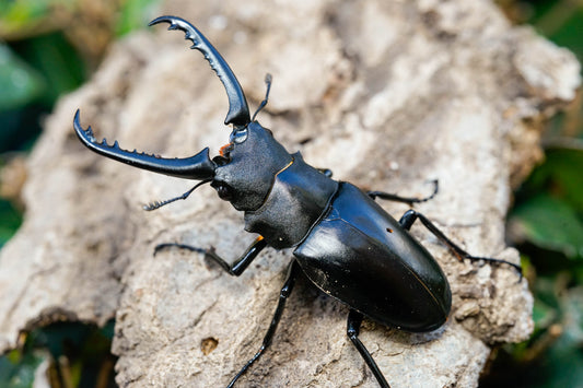 ADULTS: Giraffe beetle  (Prosopocoilus giraffa keisuke)