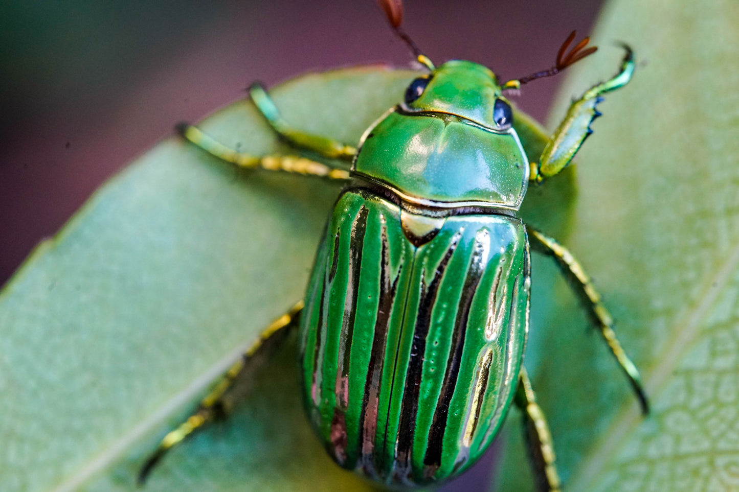 LARVAE: Glorious jewel beetle  (Chrysina gloriosa)