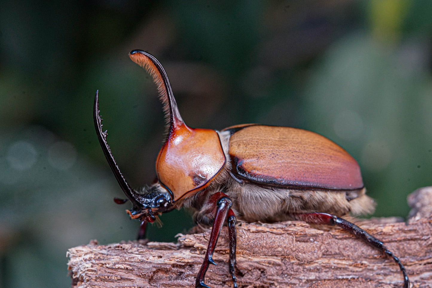 LARVAE: Aegeon beetle (Golofa aegeon)