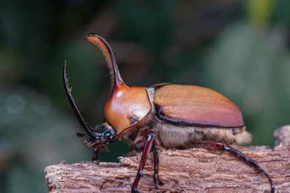 LARVAE: Aegeon beetle (Golofa aegeon)