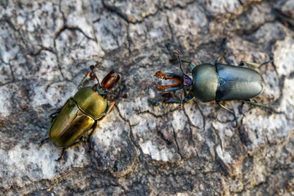 LARVAE: Jewel stag beetle  (Lamprima adolphinae)