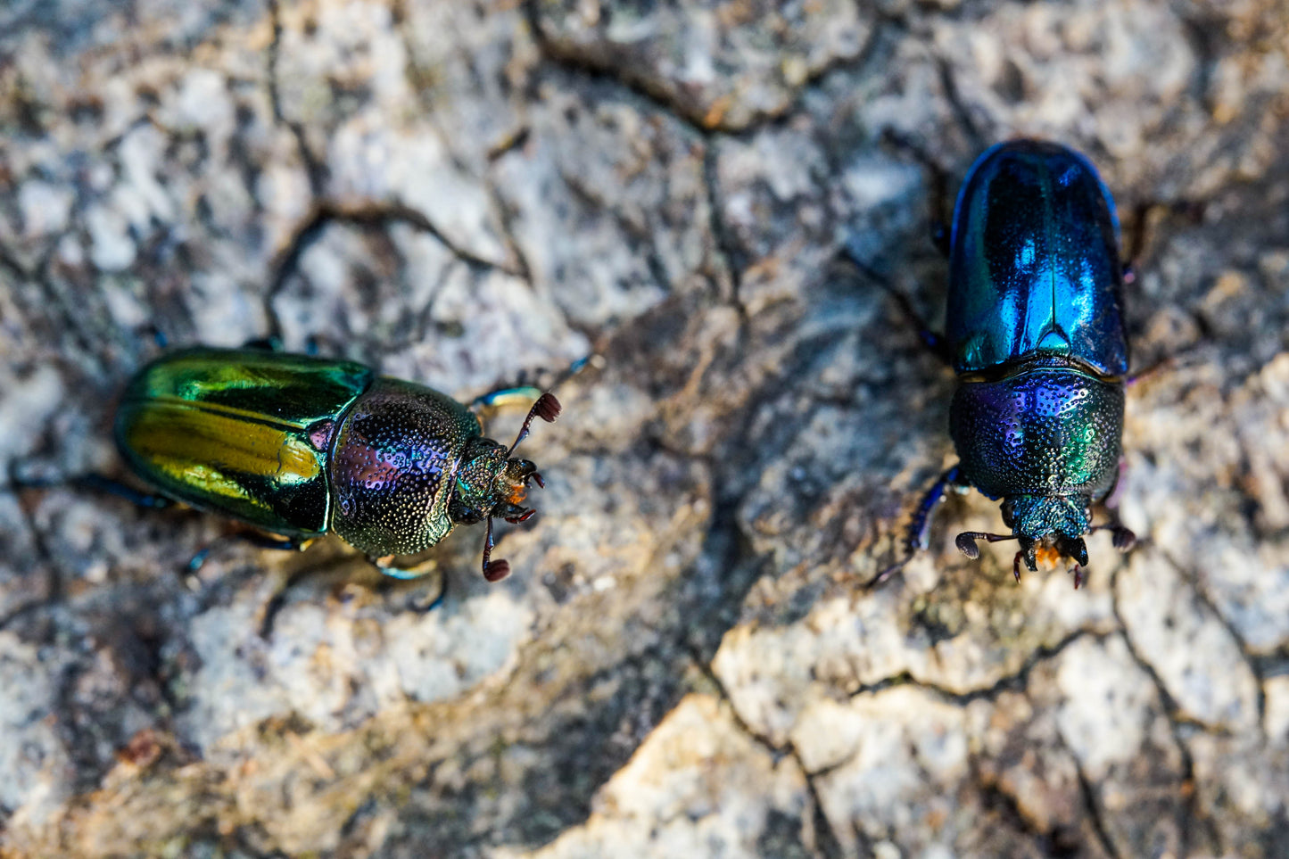 LARVAE: Jewel stag beetle  (Lamprima adolphinae)