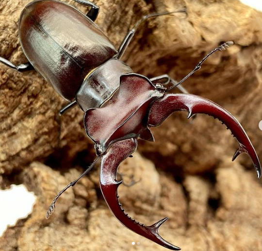 ADULTS:  Giant stag beetle (Lucanus elaphus)