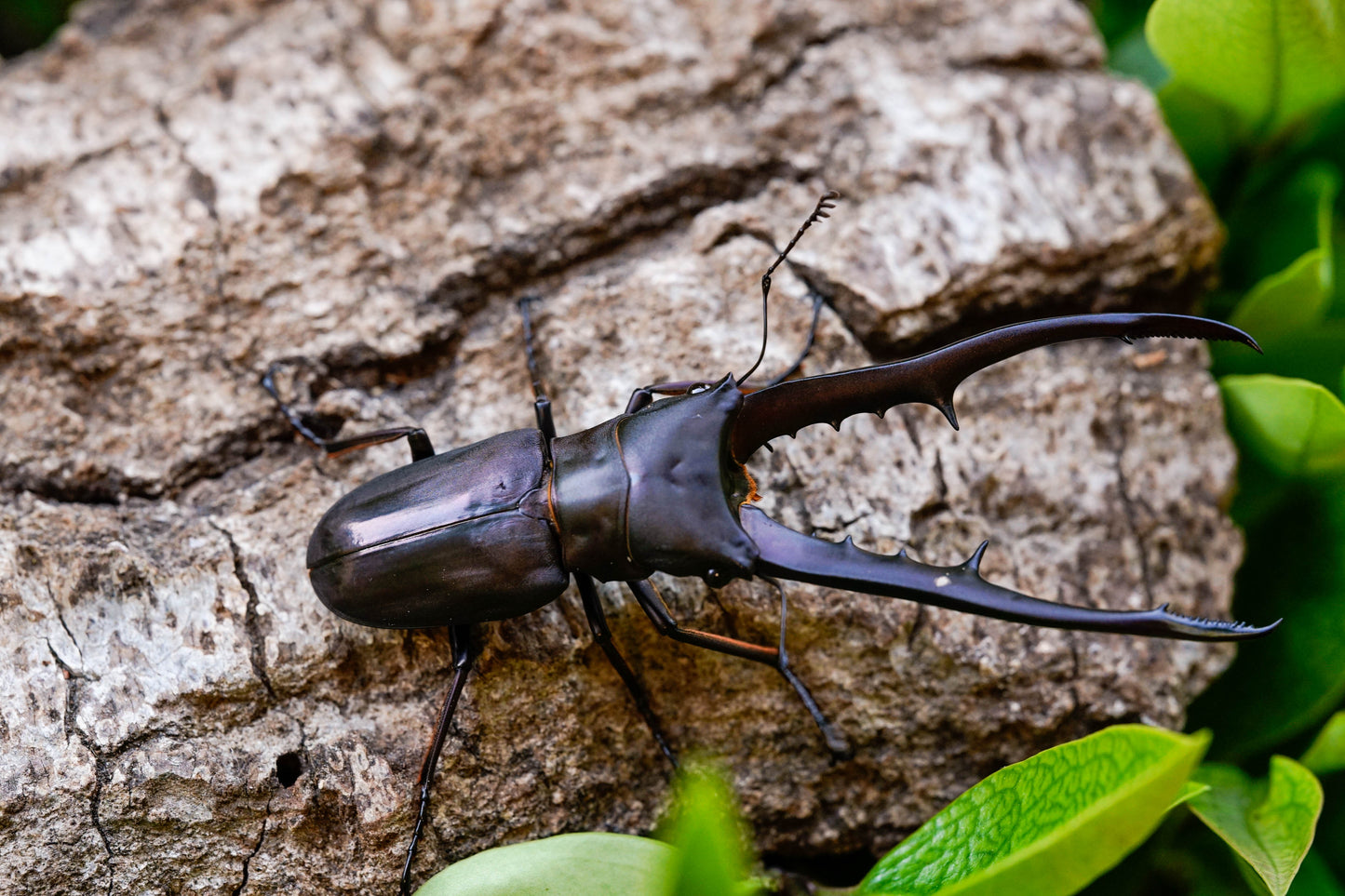 LARVAE: Purple Metallic stag beetle (Cyclommatus metallifer)