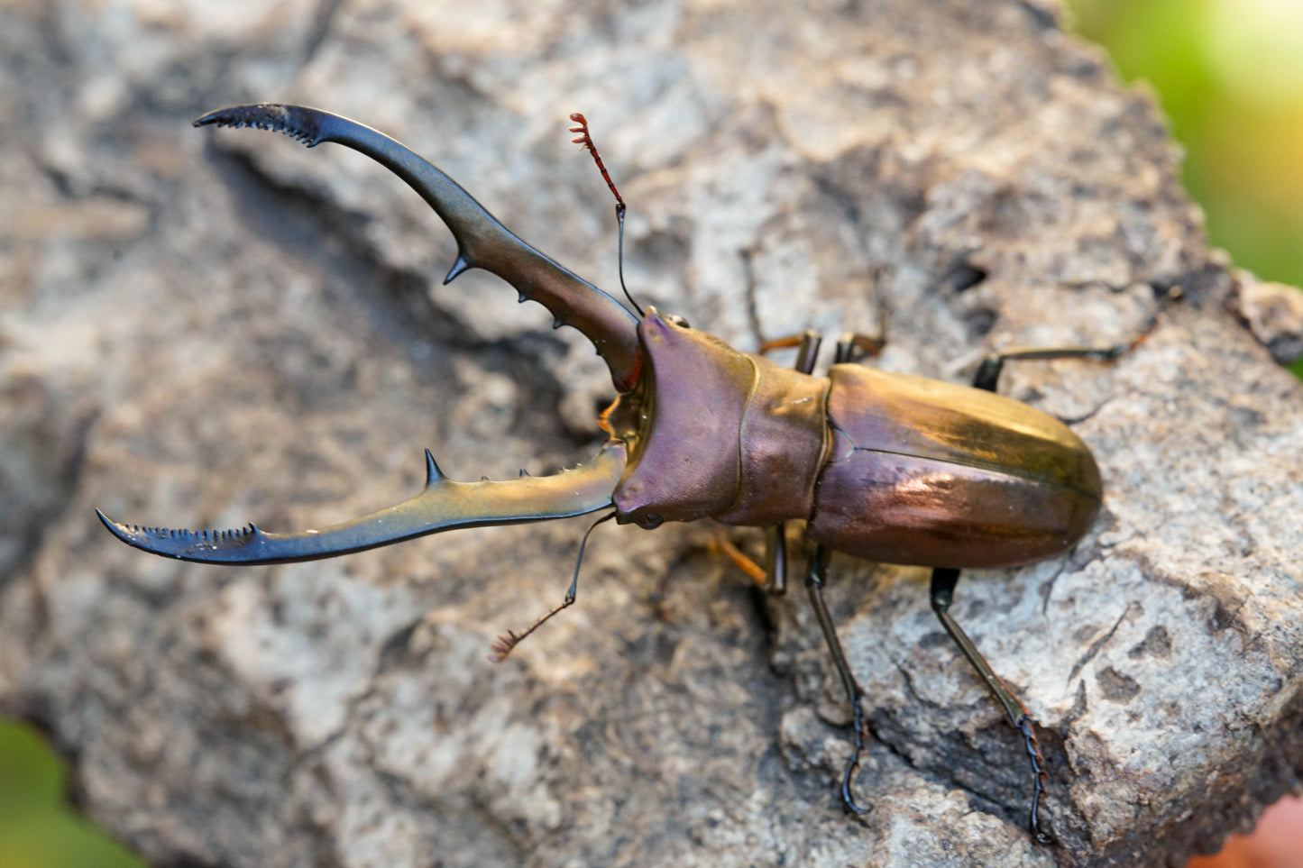 ADULTS: Metallic stag beetle  (Cyclommatus metallifer)